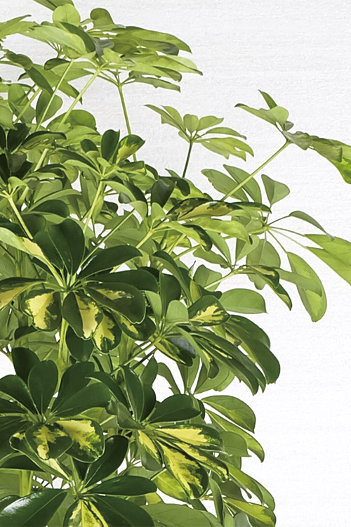 観葉植物イメージ画像