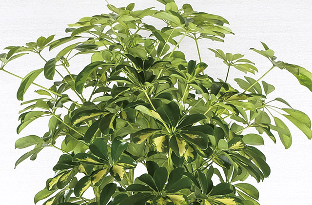観葉植物イメージ画像