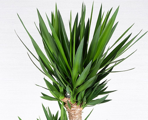 観葉植物「ユッカ」画像