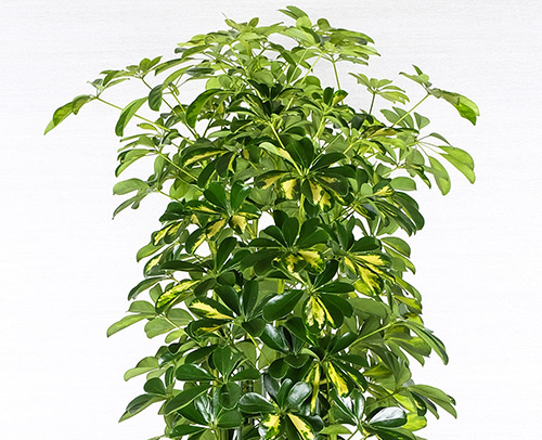 観葉植物「カポック」画像