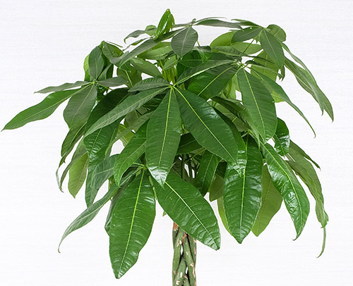 観葉植物「パキラ」画像